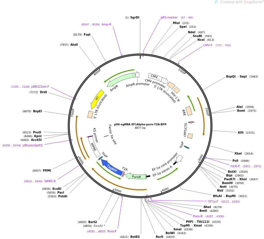 pU6-sgRNA EF1Alpha-puro-T2A-BFP质粒图谱